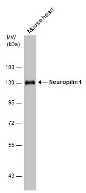 Neuropilin 1 antibody