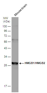 HMGB1 + HMGB2 antibody