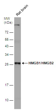 HMGB1 + HMGB2 antibody