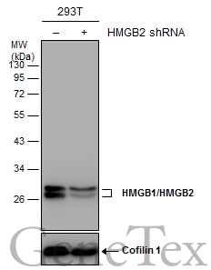 HMGB1 + HMGB2 antibody