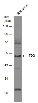 Rat tissue extract (50 μg) was separated by 10% SDS-PAGE, and the membrane was blotted with TDG antibody (GTX127975) diluted at 1:500.