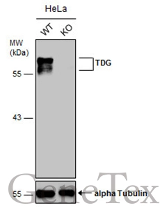Wild-type (WT) and TDG knockout (KO) HeLa cell extracts (30 μg) were separated by 7.5% SDS-PAGE, and the membrane was blotted with TDG antibody (GTX127975) diluted at 1:500. The HRP-conjugated anti-rabbit IgG antibody (GTX213110-01) was used to detect the primary antibody.