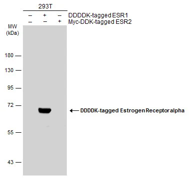 Non-transfected (–) and transfected (+) 293T whole cell extracts (30 μg) were separated by 7.5% SDS-PAGE, and the membrane was blotted with Estrogen Receptor alpha antibody (GTX127978) diluted at 1:5000. The HRP-conjugated anti-rabbit IgG antibody (GTX213110-01) was used to detect the primary antibody.