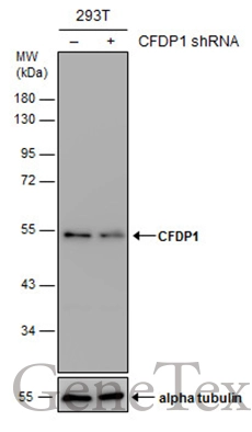 CFDP1 antibody