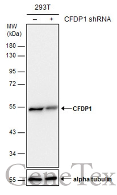 CFDP1 antibody