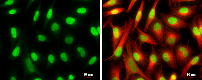 CFDP1 antibody