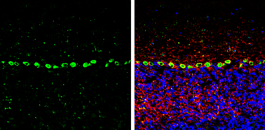 PSRC1 antibody detects PSRC1 protein by immunohistochemical analysis. Sample: Frozen-sectioned mouse mouse cerebellum. Green: PSRC1 stained by PSRC1 antibody (GTX128047) diluted at 1:250. Red: NF-H, stained by NF-H antibody [GT114] (GTX634289) diluted at 1:500. Blue: Fluoroshield with DAPI (GTX30920).
