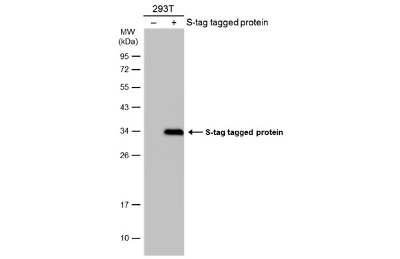 S Tag antibody
