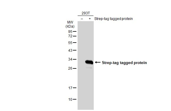 Strep epitope Tag antibody