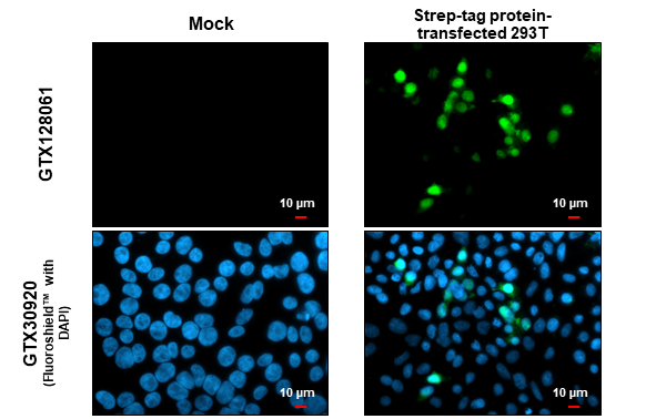 Strep epitope Tag antibody