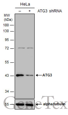Non-transfected (–) and transfected (+) HeLa whole cell extracts (30 μg) were separated by 10% SDS-PAGE, and the membrane was blotted with ATG3 antibody (GTX128065) diluted at 1:1000.