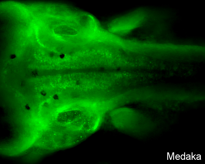 Pax2a antibody detects Pax2a protein on Medaka by whole mount immunohistochemical analysis. Sample: 7 days-post-fertilization medaka embryo. Pax2a antibody (GTX128127) dilution: 1:100. 