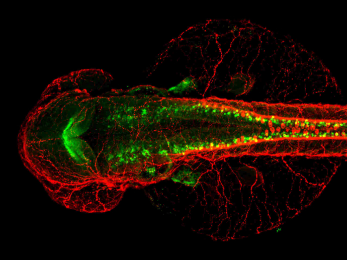 Pax2a antibody detects Pax2a protein on Medaka by whole mount immunohistochemical analysis. Sample: 7 days-post-fertilization medaka embryo. Pax2a antibody (GTX128127) dilution: 1:100. 