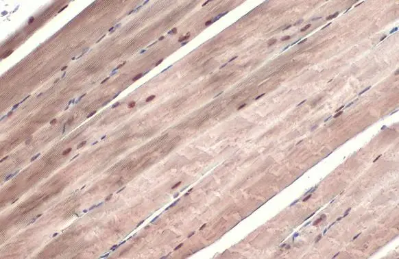 ATR (phospho Thr1989) antibody detects ATR (phospho Thr1989) protein at nucleus by immunohistochemical analysis. Sample: Paraffin-embedded mouse muscle. ATR (phospho Thr1989) stained by ATR (phospho Thr1989) antibody (GTX128145) diluted at 1:1000. Antigen Retrieval: Citrate buffer, pH 6.0, 15 min