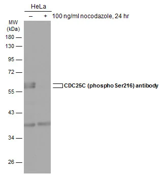 CDC25C (phospho Ser216) antibody