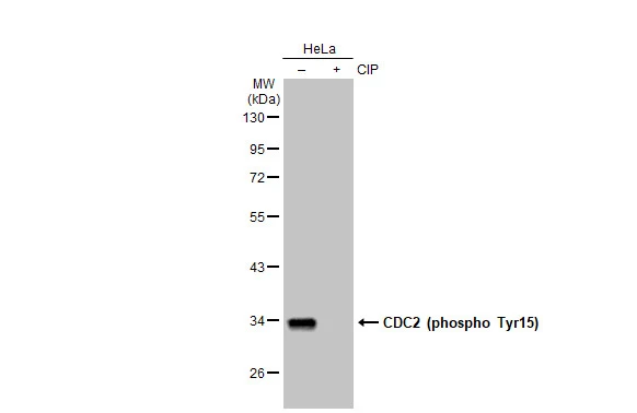 CDC2 (phospho Tyr15) antibody