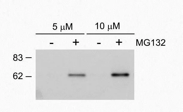 Anti-SQSTM1 / P62 (phospho Ser403) antibody (GTX128171
