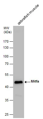 Mitfa antibody detects Mitfa protein by western blot analysis. Zebrafish tissue extracts (30 ug) was separated by 10 % SDS-PAGE,and the membrane was blotted with Mitfa antibody (GTX128263) at a dilution of 1:1000.