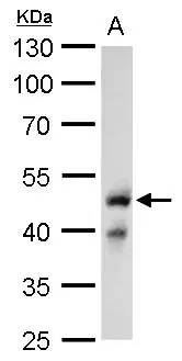 Gli2a antibody detects Gli2a protein (truncated repressor form,<48kDa) by Western blot analysis. A. 60 ug Zebrafish 24 hpf lysate/extract 10 % SDS-PAGE Gli2a antibody (GTX128280) dilution: 1:500