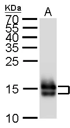 Myl7 antibody detects Myl7 antibody protein at cardiac and skeletal muscles on whole-mount zebrafish embryos by immunohistochemical analysis. Sample: Paraformaldehyde-fixed zebrafish embryos. Myl7 antibody (GTX128346) dilution: 1:200. 