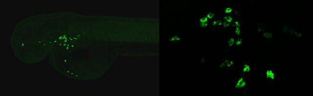 Mpx antibody detects Mpx protein on zebrafish by whole mount immunohistochemical analysis. Sample: 2 days-post-fertilization zebrafish embryo. Mpx antibody (GTX128379) dilution: 1:100. 