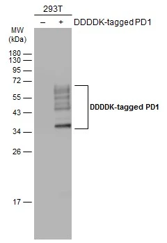 Non-transfected (–) and transfected (+) 293T whole cell extracts (30 μg) were separated by 12% SDS-PAGE, and the membrane was blotted with PD1 antibody (GTX128436) diluted at 1:5000. The HRP-conjugated anti-rabbit IgG antibody (GTX213110-01) was used to detect the primary antibody.
