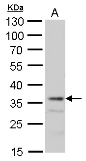 MRG15 antibody detects MRG15 protein by Western blot analysis. A. 50 μg mouse liver lysate/extract 10 % SDS-PAGE MRG15 antibody (GTX128495) dilution: 1:500