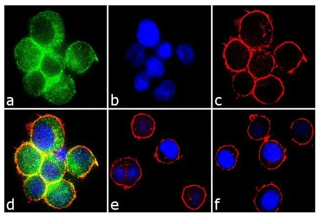 ICC/IF analysis of Jurkat cells treated with 100 uM H2O2 for 1 hour using GTX12862 Syk (phospho Tyr323) antibody. Panel e shows untreated cells with no signal. Panel f represents control cells with no primary antibody to assess background. Green : Primary antibody Blue : Nuclei Red : Actin Fixation : 4% paraformaldehyde Permeabilization : 0.1% Trito X-100 for 10 minutesDilution: 2 microg/ml
