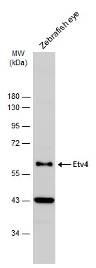 Etv4 antibody