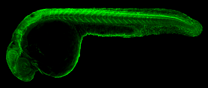 Anti-Gfap antibody (GTX128741) | GeneTex