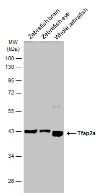 Tfap2a antibody