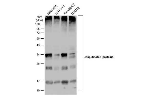 Various whole cell extracts (30 μg) were separated by 12% SDS-PAGE, and the membrane was blotted with Ubiquitin antibody (GTX128826) diluted at 1:1000. The HRP-conjugated anti-rabbit IgG antibody (GTX213110-01) was used to detect the primary antibody.