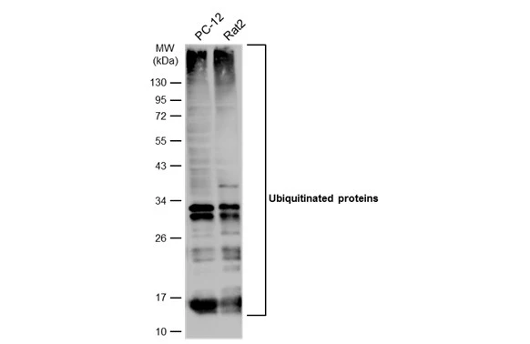Various whole cell extracts (30 μg) were separated by 12% SDS-PAGE, and the membrane was blotted with Ubiquitin antibody (GTX128826) diluted at 1:1000. The HRP-conjugated anti-rabbit IgG antibody (GTX213110-01) was used to detect the primary antibody.