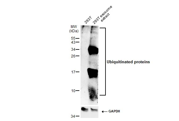 293T whole cell extracts and 293T exosome extract (2.6 μg) were separated by 15% SDS-PAGE, and the membrane was blotted with Ubiquitin antibody (GTX128826) diluted at 1:250. The HRP-conjugated anti-rabbit IgG antibody (GTX213110-01) was used to detect the primary antibody, and the signal was developed with Trident ECL plus-Enhanced.