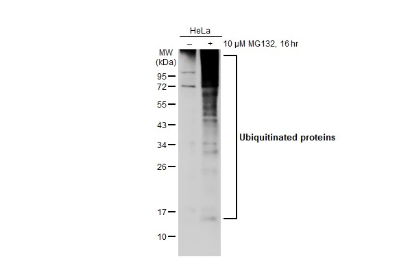 Anti-Ubiquitin antibody (GTX128826) | GeneTex