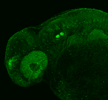 Pax6a+b antibody