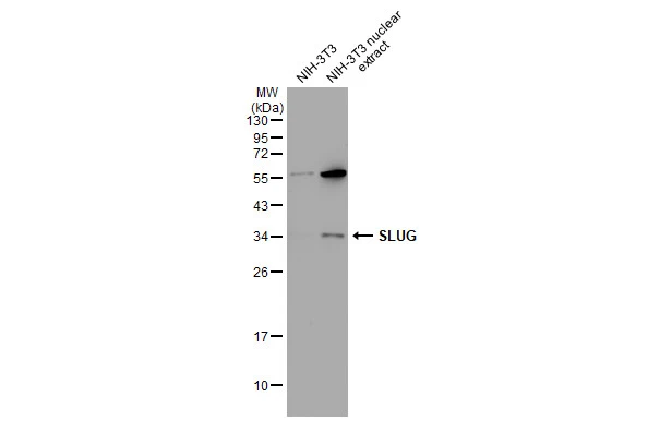 NIH-3T3 whole cell and nuclear extracts (30 μg) were separated by 12% SDS-PAGE, and the membrane was blotted with SLUG antibody (GTX128874) diluted at 1:1000. The HRP-conjugated anti-rabbit IgG antibody (GTX213110-01) was used to detect the primary antibody.
