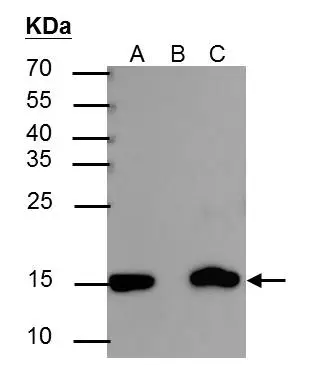 Dotblot analysis of anti-Histone H3 (acetyl Lys27) antibody with peptide samples. Varied amount of peptide samples were spotted onto positively charged nylon membrane and blotted with Histone H3 (acetyl Lys27) antibody (GTX128944).