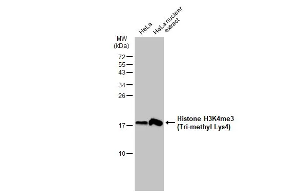 Histone H3K4me3 (trimethyl Lys4) antibody detects Histone H3K4me3 (trimethyl Lys4) protein at nucleus on rat fore brain by immunohistochemical analysis.