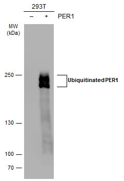 Non-transfected (–) and transfected (+) 293T whole cell extracts (30 μg) were separated by 5% SDS-PAGE, and the membrane was blotted with PER1 antibody (GTX128966) diluted at 1:5000. The HRP-conjugated anti-rabbit IgG antibody (GTX213110-01) was used to detect the primary antibody.