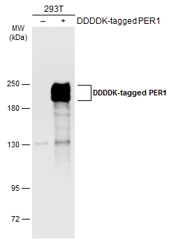 Non-transfected (–) and transfected (+) 293T whole cell extracts (30 μg) were separated by 5% SDS-PAGE, and the membrane was blotted with PER1 antibody (GTX128974) diluted at 1:5000. The HRP-conjugated anti-rabbit IgG antibody (GTX213110-01) was used to detect the primary antibody.