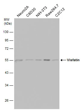 Various whole cell extracts (30 μg) were separated by 10% SDS-PAGE, and the membrane was blotted with Visfatin antibody (GTX128980) diluted at 1:500. The HRP-conjugated anti-rabbit IgG antibody (GTX213110-01) was used to detect the primary antibody.