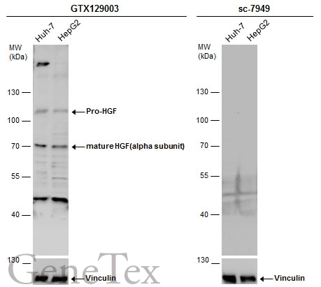 HGF (alpha subunit) antibody