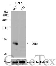 Wild-type (WT) and AHR knockout (KO) HeLa cell extracts (30 μg) were separated by 5% SDS-PAGE, and the membrane was blotted with AHR antibody (GTX129012) diluted at 1:500. The HRP-conjugated anti-rabbit IgG antibody (GTX213110-01) was used to detect the primary antibody, and the signal was developed with Trident ECL plus-Enhanced. Wild-type (WT) and AHR knockout (KO) HeLa cell extracts (30 μg) were separated by 5% SDS-PAGE, and the membrane was blotted with AHR antibody (GTX129012) diluted at 1:500. The HRP-conjugated anti-rabbit IgG antibody (GTX213110-01) was used to detect the primary antibody, and the signal was developed with Trident ECL plus-Enhanced.