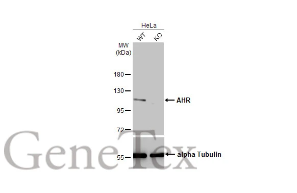 Wild-type (WT) and AHR knockout (KO) HeLa cell extracts (30 μg) were separated by 7.5% SDS-PAGE, and the membrane was blotted with AHR antibody (GTX129013) diluted at 1:1000. The HRP-conjugated anti-rabbit IgG antibody (GTX213110-01) was used to detect the primary antibody, and the signal was developed with Trident ECL plus-Enhanced.