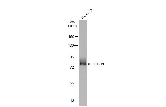 EGR1 antibody
