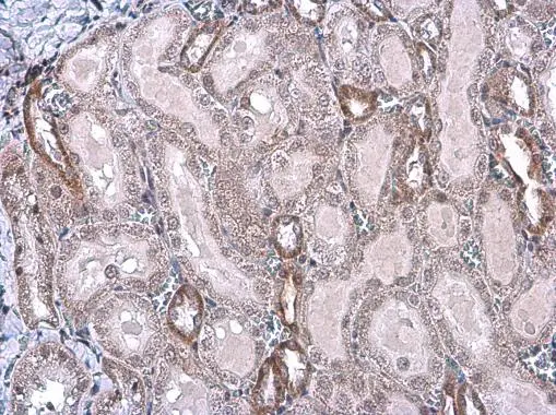 eNOS (phospho Ser1177) antibody