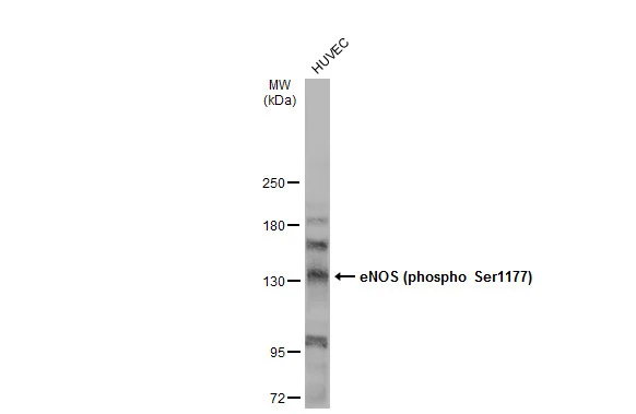 eNOS (phospho Ser1177) antibody