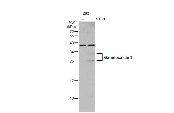 Stanniocalcin 1 antibody