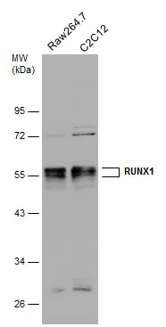 Various whole cell extracts (30 μg) were separated by 10% SDS-PAGE, and the membrane was blotted with RUNX1 antibody (GTX129100) diluted at 1:1000.